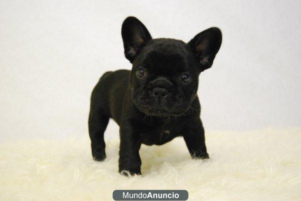 BULLDOG FRANCES MACHOS & HEMBRAS LISTOS PARA ENTREGAR