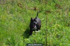 Busco hembra pitbull - mejor precio | unprecio.es