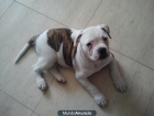 cachorra de bulldog americano en venta - mejor precio | unprecio.es