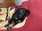 Cuca y Alba, dos cachorritas en busca de hogar - mejor precio | unprecio.es