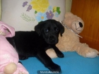 labradoires de buenas orejas y pelajee - mejor precio | unprecio.es