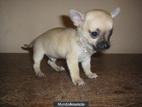 vendo chihuahuas,hembras y machos,preciosos