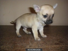 vendo chihuahuas,hembras y machos,preciosos - mejor precio | unprecio.es