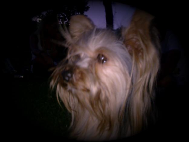yorkshire terrier