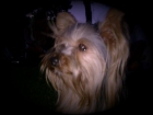 yorkshire terrier - mejor precio | unprecio.es