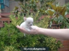 120€ año Nuevo Chihuahua mini blanco muy guapo - mejor precio | unprecio.es