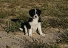 Border Collie machos y hembras de gran calidad - mejor precio | unprecio.es