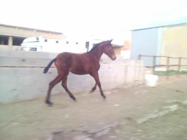 CABALLOS BAYONA -- POTRA PRE CASTAÑA HIJA DE ALAZAN