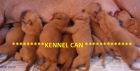 Cachorros de Dogo de Burdeos de pura raza - mejor precio | unprecio.es