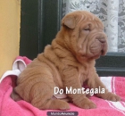 cachorros de shar pei colores rojos, azules, lilas - mejor precio | unprecio.es