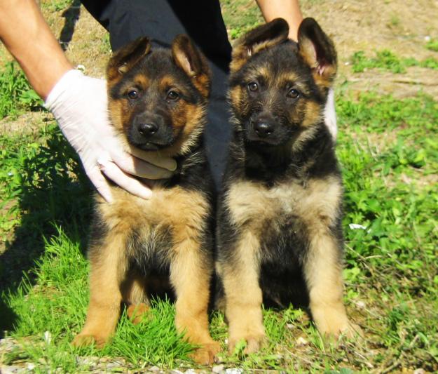 Cachorros Pastor Aleman 350€