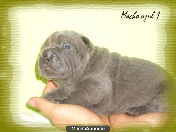 Cachorros Shar Pei azules y negros.