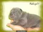 Cachorros Shar Pei azules y negros. - mejor precio | unprecio.es