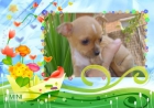 chihuahua ultima hembrita pekeñita - mejor precio | unprecio.es