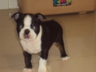 DISPONIBLES 2 EXCELENTES MACHOS DE BOSTON TERRIER - mejor precio | unprecio.es