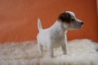 Especiales cachorritos de JACK RUSSELL cariñosos y de raza! - mejor precio | unprecio.es
