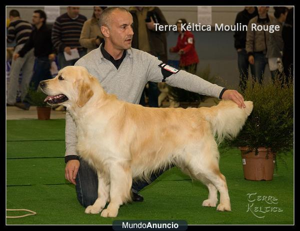 GOLDEN RETRIEVER.CAMADA DE TERRA KELTICA  MOULIN-ROUGE Y ALETTA