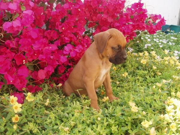 Impresionantes cachorros de Boxer  de pura raza, solo 280 euros con pedigree.