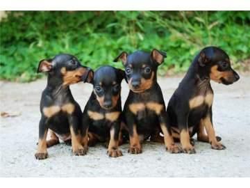 mini pinscher