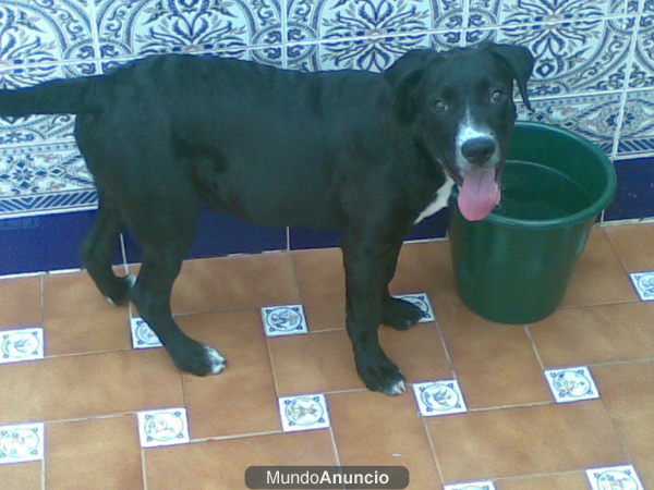 REGALO CACHORRO DE CUATRO MESES