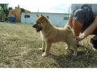 shiba inu - mejor precio | unprecio.es