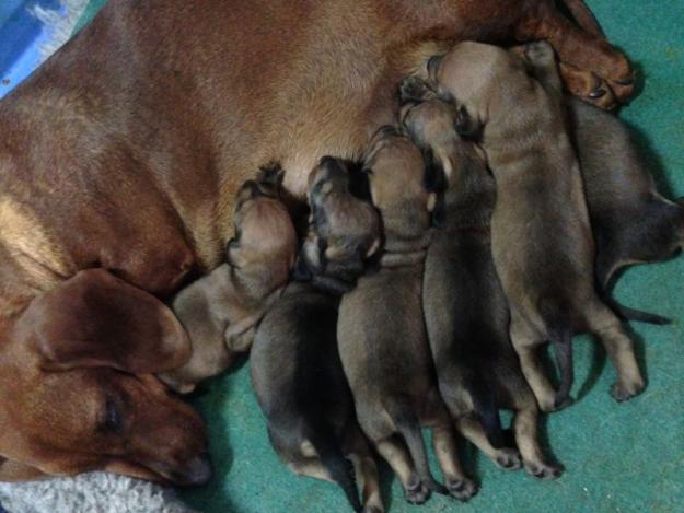 Teckel Standard pelo corto, cachorros