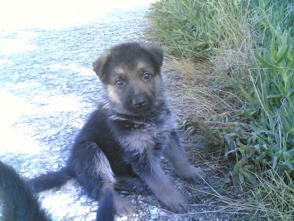 venta cachorros pastor aleman