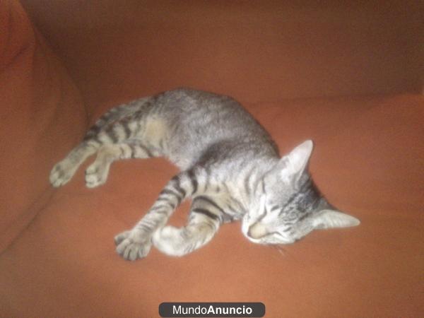 ... GATITO ABANDONAO..