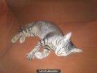 ... GATITO ABANDONAO.. - mejor precio | unprecio.es