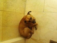 ADOPTA A FRODO, COJEA DE UNA PATA TRASERA DESDE AYER, PRESUNTAMENTE MALTRATADO POR LOS PROPIOS VECINOS.AHORA ESTA EN LA