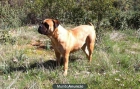 Adopto cachorro Bullmastiff - mejor precio | unprecio.es