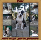 American Staffordshire por eleccion - mejor precio | unprecio.es