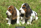 Basset Hound 390€ - mejor precio | unprecio.es
