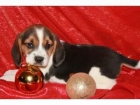 BEAGLES , PRECIOSA CAMADA EN BARCELONA , CHIP , PEDIGREE , ETC.. - mejor precio | unprecio.es