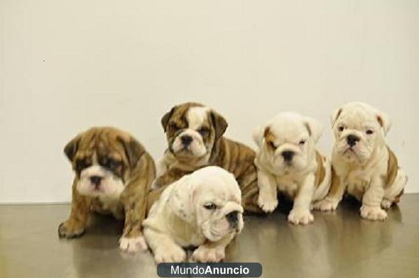 Cachorros b. ingles