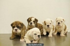 Cachorros b. ingles - mejor precio | unprecio.es