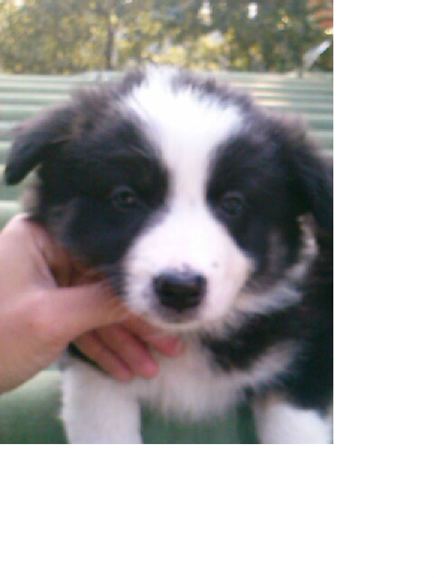 Cachorros border collie para finales de julio