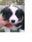 Cachorros border collie para finales de julio - mejor precio | unprecio.es