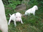 Cachorros de Bullterrier ¡Garantía de cinco años!  Oviedo - Asturias - Asturias - mejor precio | unprecio.es