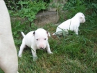 Cachorros de Bullterrier ¡Garantía de cinco años!  Oviedo - Asturias - Asturias - mejor precio | unprecio.es