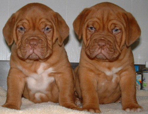 cachorros dogo de burdeos barcelona !!