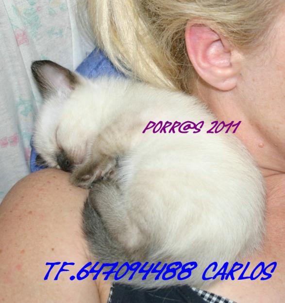 GATITOS SIAMESES