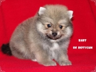 Pomeranias - mejor precio | unprecio.es