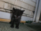 regalo preciosos gatitos negros de 1 mes y medio - mejor precio | unprecio.es