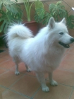 REGALO SAMOYEDO HEMBRA - mejor precio | unprecio.es