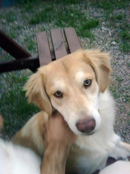 SE REGALA GOLDEN RETRIEVER