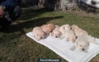 Vendo cachorros de labrador con mes y medio ,enseño los padres - mejor precio | unprecio.es