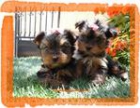 YORKSHIRE TERRIER STANDARD - mejor precio | unprecio.es