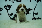 EN www.animalflower.com OFRECEMOS GARANTIAS SANITARIAS POR ESCRITO _ Beagle _ (ANIMALFLOWER) - mejor precio | unprecio.es