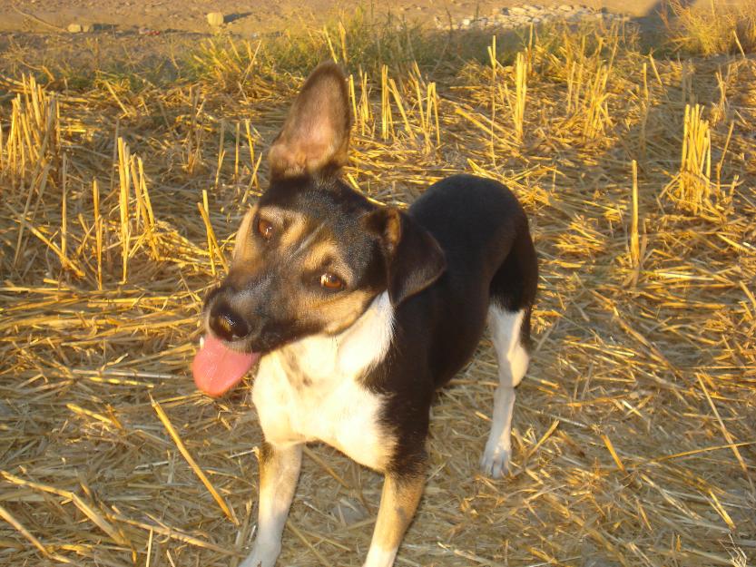 Esta maravillosa perrita necesita una familia adoptante!!!